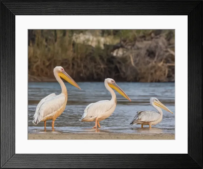 Framed Print : Adult great white pelicans (Pelecanus onocrotalus), on the Zambezi River, Mosi-oa-Tunya Framed Print : Adult great white pelicans (Pelecanus onocrotalus), on the Zambezi River, Mosi-oa-Tunya