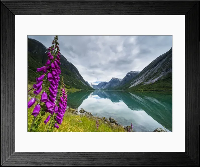 Framed Print : Wild flowers on shores of Jolstravatnet lake under storm clouds, Jolster, Sogn og