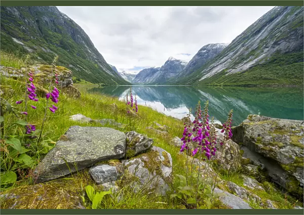 Wild flowers on shores of Jolstravatnet lake, Jolster, Sogn og Fjordane county, Western