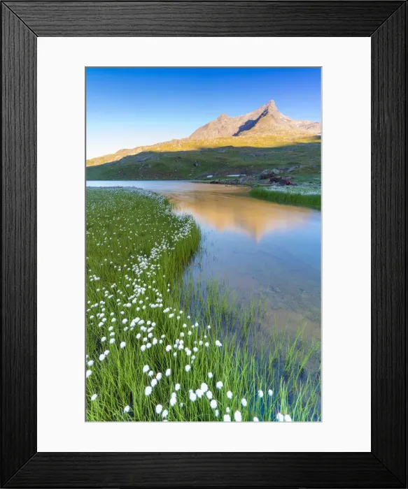 Framed Print : Sunrise over Monte Gavia and cotton grass on shores of Lago Bianco, Gavia Pass, Valfurva Framed Print : Sunrise over Monte Gavia and cotton grass on shores of Lago Bianco, Gavia Pass, Valfurva