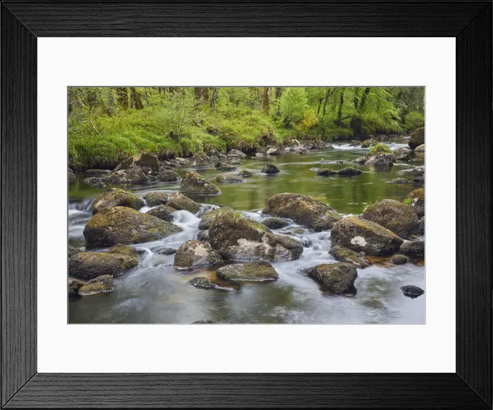 Framed Print : A woodland stream, the River Dart flowing through ancient oak woodland, in the heart Framed Print : A woodland stream, the River Dart flowing through ancient oak woodland, in the heart