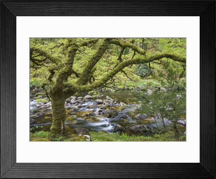 Framed Print : A woodland stream, the River Dart flowing through ancient oak woodland, in the heart Framed Print : A woodland stream, the River Dart flowing through ancient oak woodland, in the heart