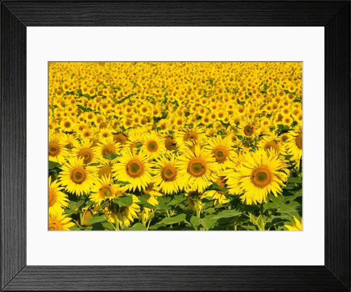 Framed Print : Sunflowers, Austria, Europe Framed Print : Sunflowers, Austria, Europe
