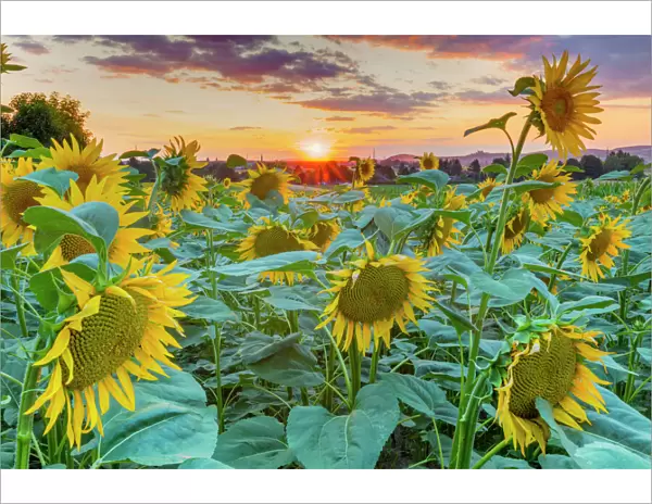 Sunflowers at sunset, Austria, Europe