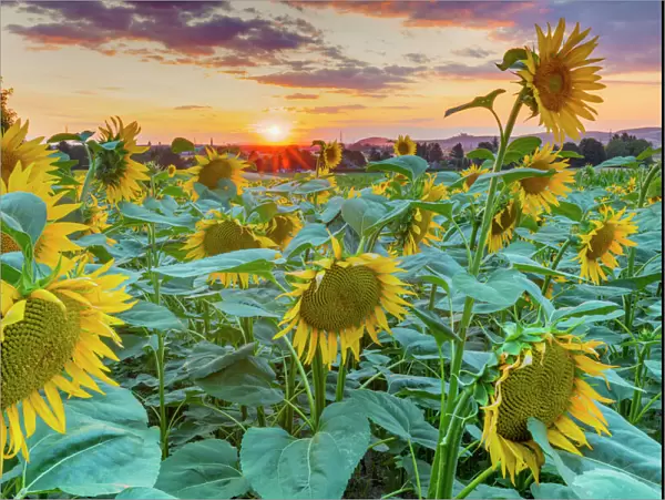 Sunflowers at sunset, Austria, Europe