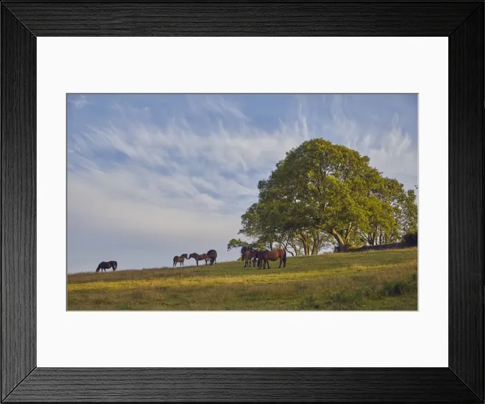 Framed Print : Ponies on farmland with an ash tree in the background, on the edge of the East Okement Framed Print : Ponies on farmland with an ash tree in the background, on the edge of the East Okement