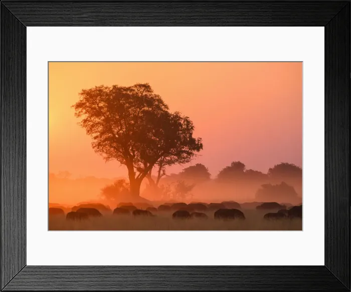 Framed Print : African buffalo (Cape Buffalo) (Syncerus caffer) at sunset, Bushman Plains, Okavango Framed Print : African buffalo (Cape Buffalo) (Syncerus caffer) at sunset, Bushman Plains, Okavango