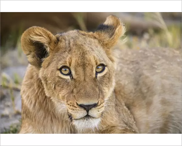 Young Lion cub (Panthera leo), about 6 months old, Khwai Private Reserve, Okavango Delta
