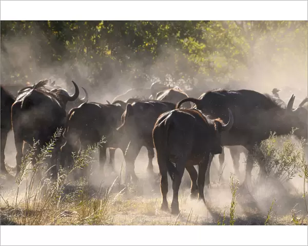 African buffalo (Cape Buffalo) (Syncerus caffer), Bushman Plains, Okavango Delta
