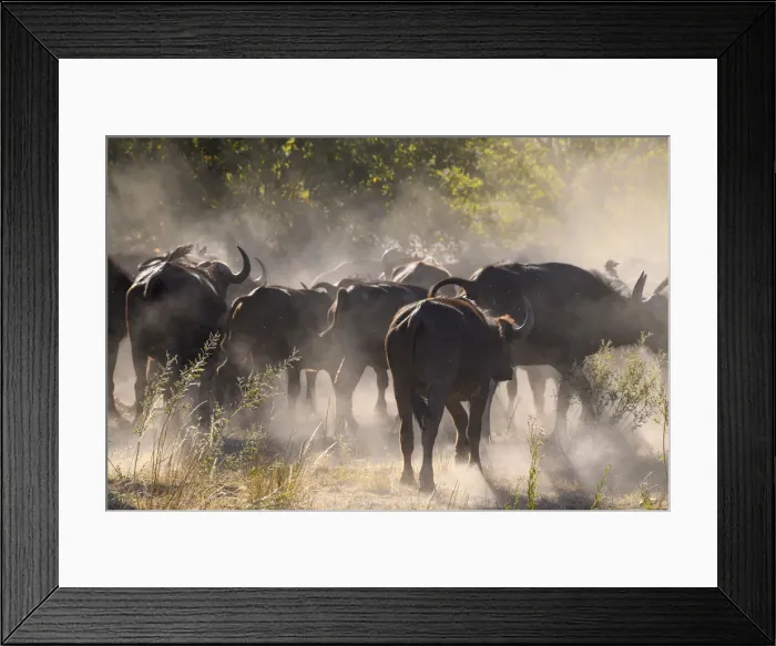 Framed Print : African buffalo (Cape Buffalo) (Syncerus caffer), Bushman Plains, Okavango Delta