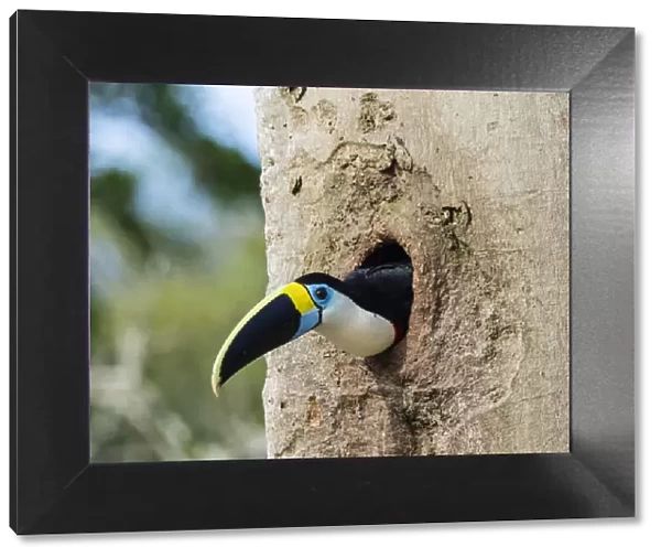 An adult white-throated toucan (Ramphastos tucanus), in Magdalena Creek, Amazon Basin