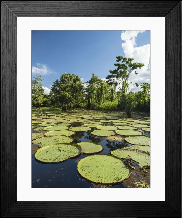 Framed Print : A large group of Victoria water lily (Victoria amazonica), on the Yarapa River, Nauta Framed Print : A large group of Victoria water lily (Victoria amazonica), on the Yarapa River, Nauta
