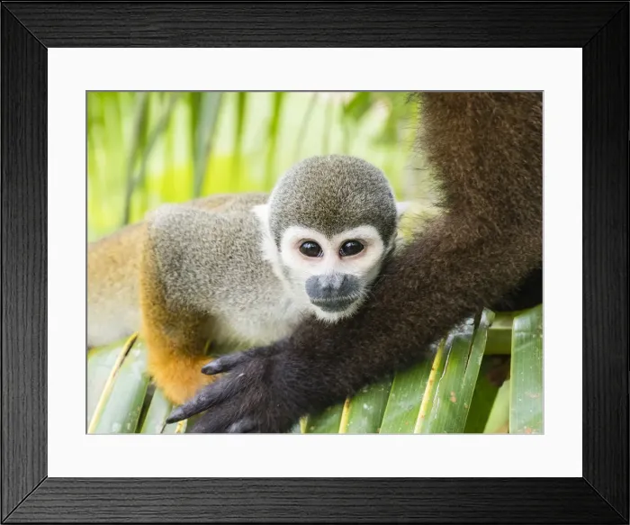 Framed Print : Adult common squirrel monkey (Saimiri sciureus), in San Francisco Village, Amazon Basin Framed Print : Adult common squirrel monkey (Saimiri sciureus), in San Francisco Village, Amazon Basin