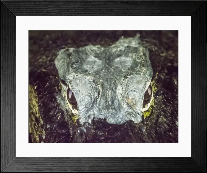 Framed Print : A wild American alligator (Alligator mississippiensis), at night in Shark Valley Framed Print : A wild American alligator (Alligator mississippiensis), at night in Shark Valley