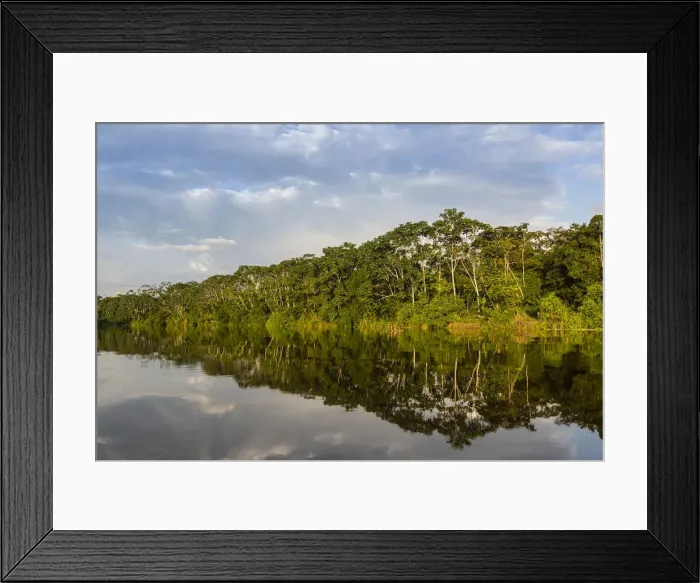 Framed Print : Reflections of the riverbank on Yanayacu Lake, Rio Pacaya, Pacaya-Samiria Reserve Framed Print : Reflections of the riverbank on Yanayacu Lake, Rio Pacaya, Pacaya-Samiria Reserve