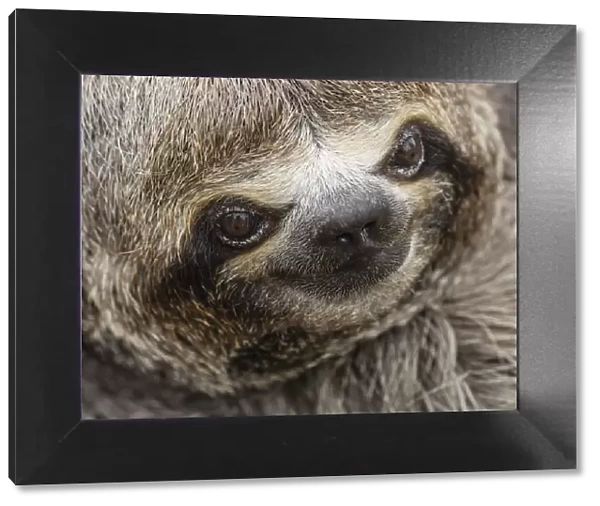 Baby brown-throated sloth (Bradypus variegatus), San Francisco, Amazon Basin, Loreto