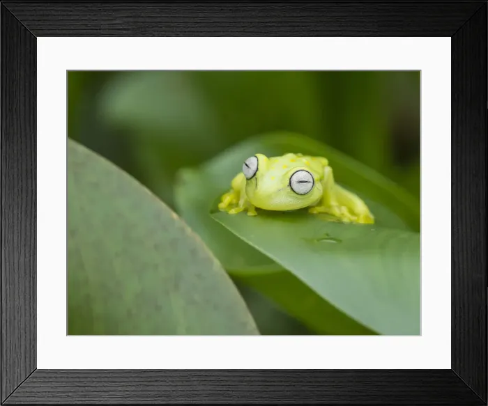 Framed Print : An adult common polkadot treefrog (Hyla punctata), on the Pacaya River, Amazon Basin Framed Print : An adult common polkadot treefrog (Hyla punctata), on the Pacaya River, Amazon Basin