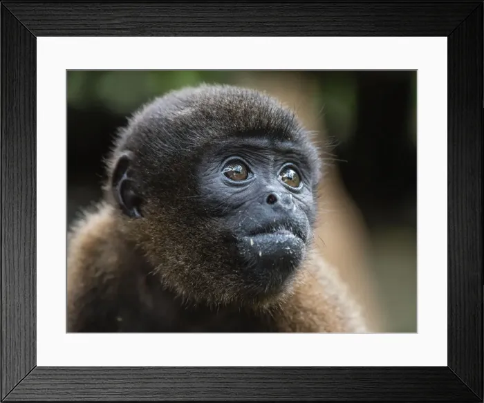 Framed Print : An adult common woolly monkey (Lagothrix lagothricha), in the trees along the Yarapa Framed Print : An adult common woolly monkey (Lagothrix lagothricha), in the trees along the Yarapa