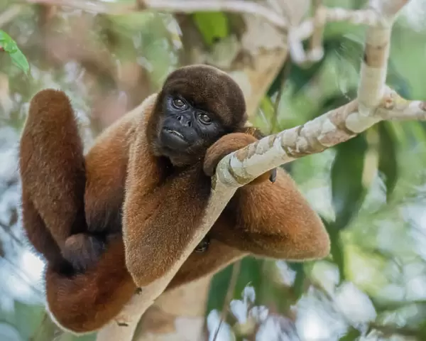 An adult common woolly monkey (Lagothrix lagothricha), in the trees along the Yarapa
