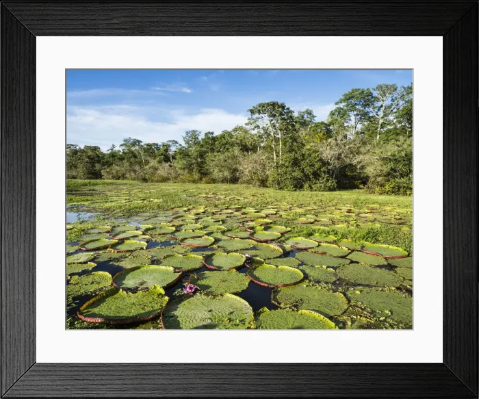 Framed Print : A large group of Victoria water lily (Victoria amazonica), on Rio El Dorado, Nauta