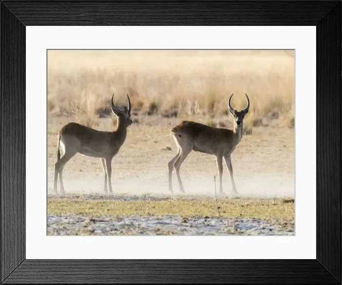 Framed Print : Adult male red lechwe (Kobus leche), in the dry season in the Okavango Delta, Botswana Framed Print : Adult male red lechwe (Kobus leche), in the dry season in the Okavango Delta, Botswana