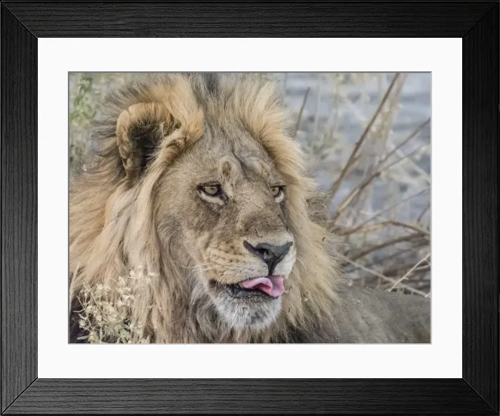 Framed Print : Adult male lion (Panthera leo), in the Okavango Delta, Botswana, Africa Framed Print : Adult male lion (Panthera leo), in the Okavango Delta, Botswana, Africa
