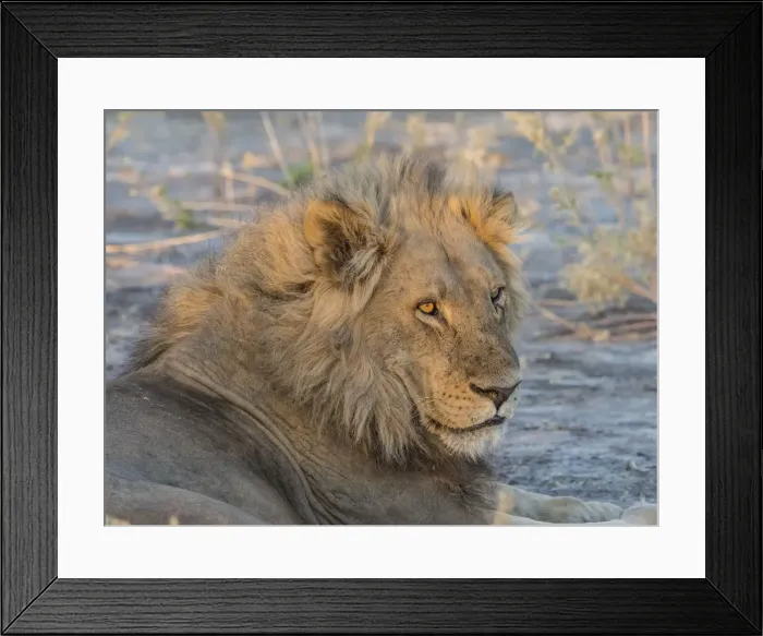 Framed Print : Adult male lion (Panthera leo), in the Okavango Delta, Botswana, Africa Framed Print : Adult male lion (Panthera leo), in the Okavango Delta, Botswana, Africa