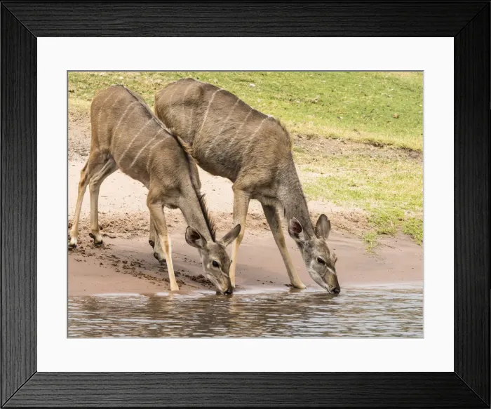 Framed Print : Female greater kudus (Tragelaphus strepsiceros), drinking water in Chobe National Park Framed Print : Female greater kudus (Tragelaphus strepsiceros), drinking water in Chobe National Park