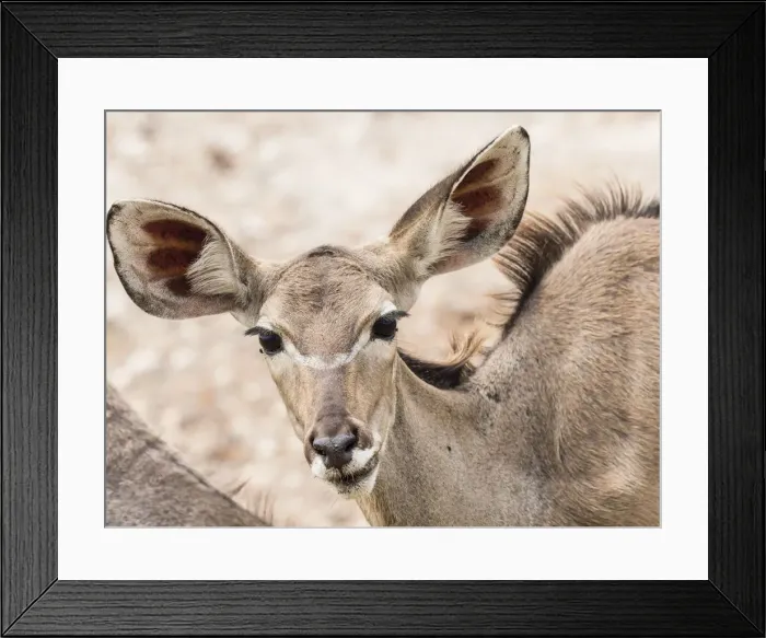 Framed Print : Female greater kudu (Tragelaphus strepsiceros), Chobe National Park, Botswana, Africa