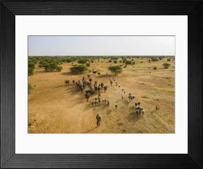 Framed Print : Aerial of cattle moving to a waterhole, Gerewol festival, courtship ritual competition Framed Print : Aerial of cattle moving to a waterhole, Gerewol festival, courtship ritual competition
