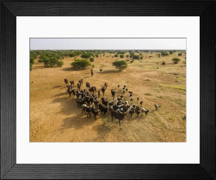 Framed Print : Aerial of cattle moving to a waterhole, Gerewol festival, courtship ritual competition