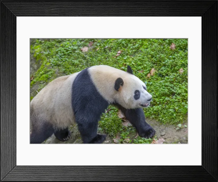 Framed Print : View of Giant Panda in the Dujiangyan Panda Base, Chengdu, Sichuan Province, People s Framed Print : View of Giant Panda in the Dujiangyan Panda Base, Chengdu, Sichuan Province, People s
