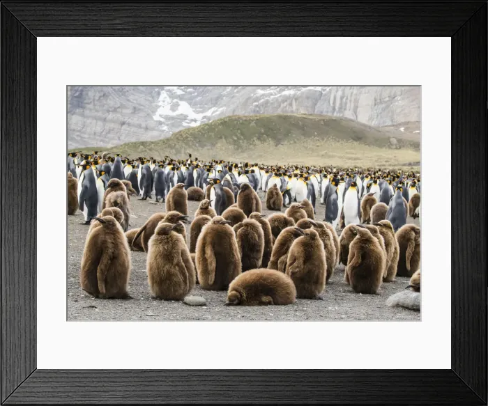 Framed Print : Adult king penguins and oakum boy chicks (Aptenodytes patagonicus), at Gold Harbor Framed Print : Adult king penguins and oakum boy chicks (Aptenodytes patagonicus), at Gold Harbor