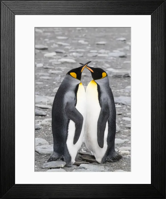 Framed Print : Adult king penguin pair (Aptenodytes patagonicus) at breeding colony at Gold Harbor Framed Print : Adult king penguin pair (Aptenodytes patagonicus) at breeding colony at Gold Harbor