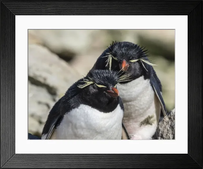 Framed Print : Adult southern rockhopper penguins (Eudyptes chrysocome) on New Island, Falkland Islands Framed Print : Adult southern rockhopper penguins (Eudyptes chrysocome) on New Island, Falkland Islands