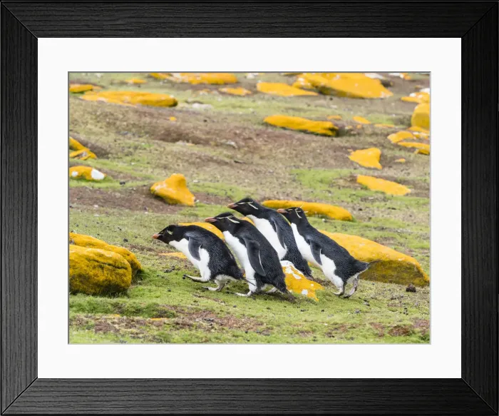 Framed Print : Adult southern rockhopper penguins (Eudyptes chrysocome), on Saunders Island Framed Print : Adult southern rockhopper penguins (Eudyptes chrysocome), on Saunders Island