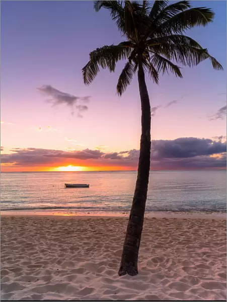 Palm tree on tropical beach during sunset, Le Morne Brabant, Black River district