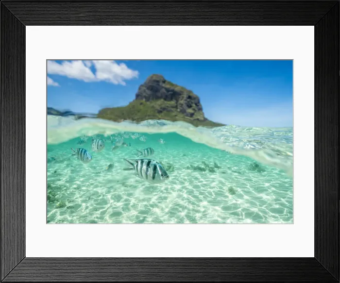 Framed Print : Tropical fish swimming on coral reef in the tropical lagoon, Le Morne Brabant Framed Print : Tropical fish swimming on coral reef in the tropical lagoon, Le Morne Brabant