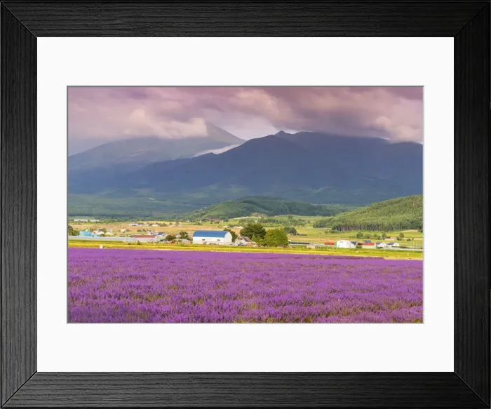 Framed Print : Lavender fields, Furano, Hokkaido, Japan, Asia Framed Print : Lavender fields, Furano, Hokkaido, Japan, Asia