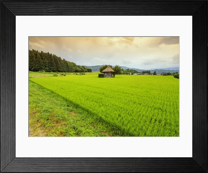 Framed Print : Aragami jinja shrine in a field of canola, Tono City, Iwate prefecture, Tohoku, Honshu