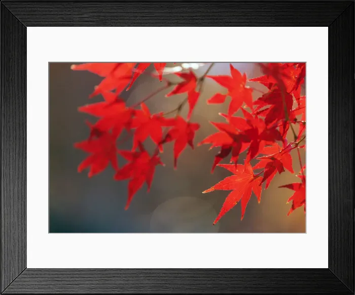 Framed Print : Autumn leaves, Kyoto, Kansai, Japan, Asia Framed Print : Autumn leaves, Kyoto, Kansai, Japan, Asia