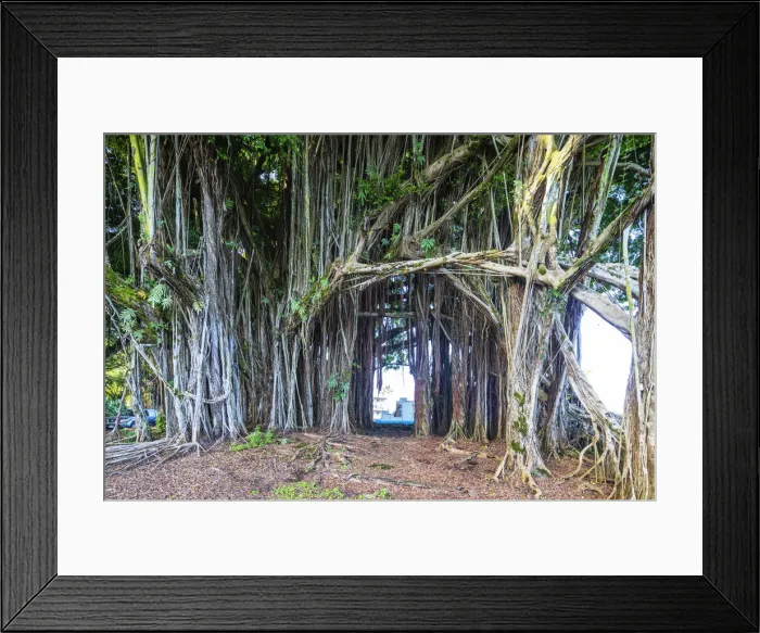 Framed Print : Hilo, Big Island, Hawaii, United States of America, North America Framed Print : Hilo, Big Island, Hawaii, United States of America, North America
