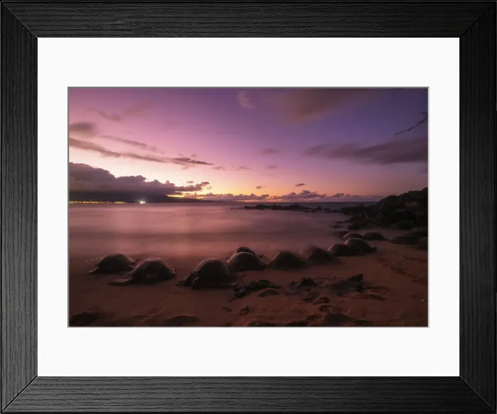 Framed Print : Greenback turtles (Chelonia mydas) on Baldwin Beach, Maui Island, Hawaii Framed Print : Greenback turtles (Chelonia mydas) on Baldwin Beach, Maui Island, Hawaii