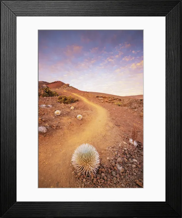Framed Print : Volcanic landscape, Hawaii silversword (Argyroxiphium sandwicense) endemic Framed Print : Volcanic landscape, Hawaii silversword (Argyroxiphium sandwicense) endemic