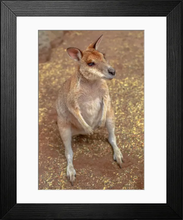 Framed Print : Wallaby on the ground outdoors, New South Wales, Australia, Pacific Framed Print : Wallaby on the ground outdoors, New South Wales, Australia, Pacific