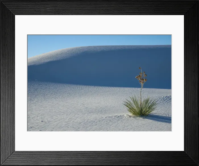 Framed Print : A yucca growing in White Sands National Park, New Mexico, United States of America Framed Print : A yucca growing in White Sands National Park, New Mexico, United States of America