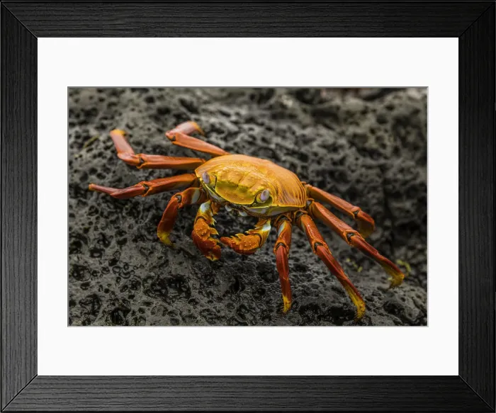 Framed Print : Fiddler Crab on a rocky beach, Isabela Island, Galapagos, Ecuador, South America Framed Print : Fiddler Crab on a rocky beach, Isabela Island, Galapagos, Ecuador, South America