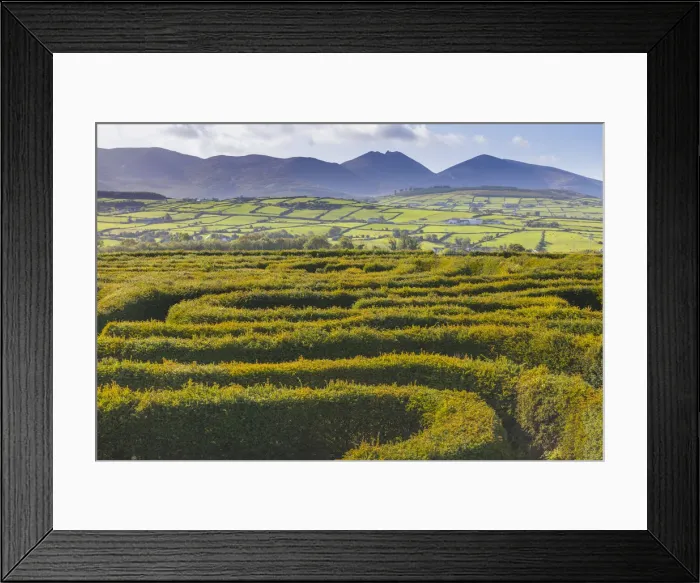 Framed Print : The Peace Maze, Castlewellan, County Down, Ulster, Northern Ireland, United Kingdom Framed Print : The Peace Maze, Castlewellan, County Down, Ulster, Northern Ireland, United Kingdom