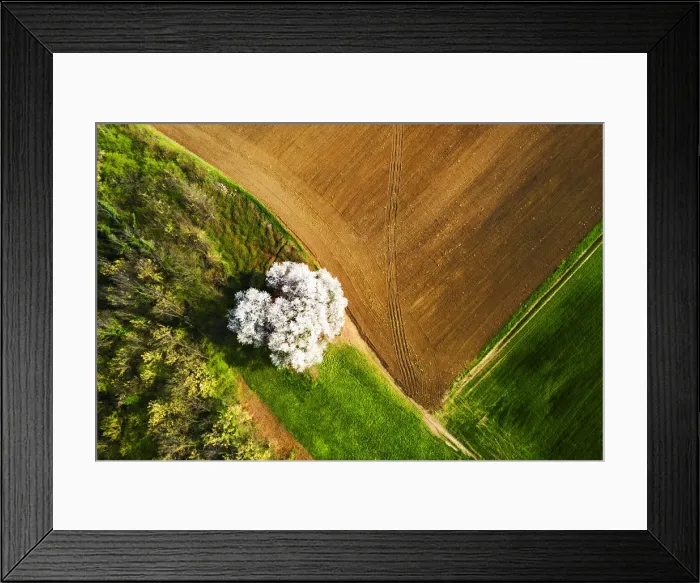 Framed Print : Zenithal aerial view of cherry tree in bloom, Lombardy, Italy, Europe