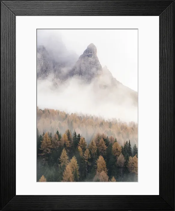 Framed Print : Fog over the orange colored larch tree woods in autumn, Misurina, Dolomites Framed Print : Fog over the orange colored larch tree woods in autumn, Misurina, Dolomites